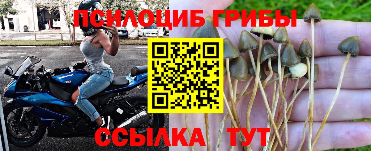 Псилоцибиновые грибы MAGIC MUSHROOMS  Псилоцибиновые грибы мицелий  Вход с VPN  Сухой Лог 